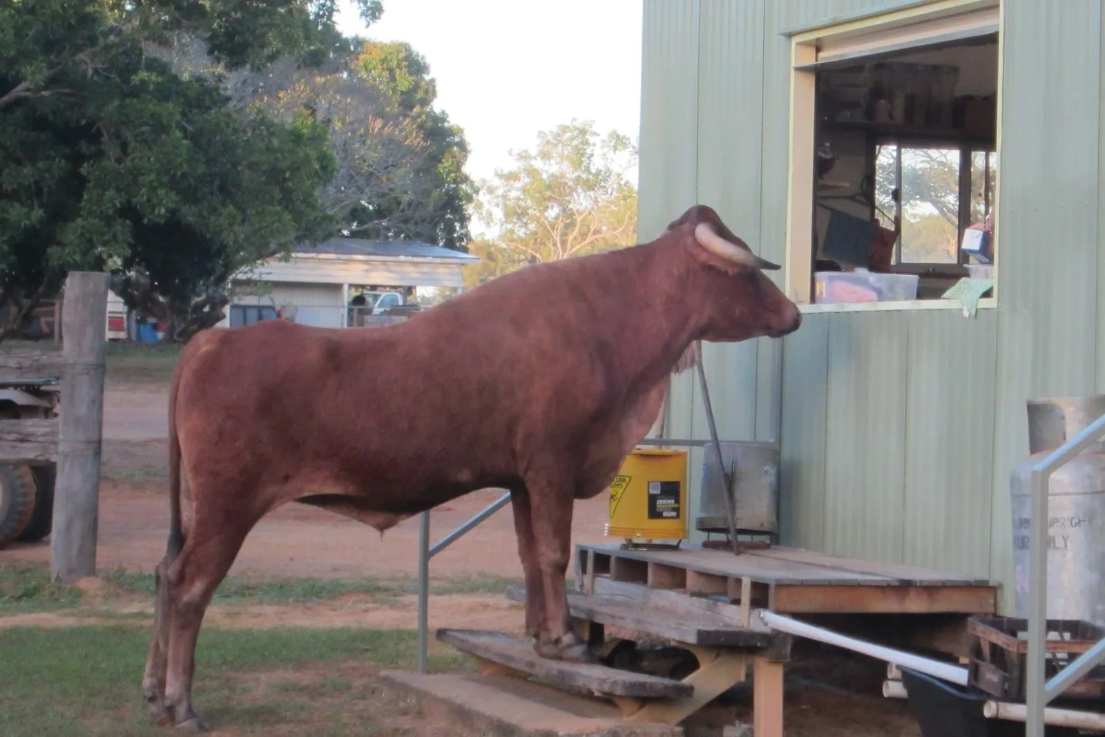 A cow with its front hooves up on the timber steps of a tin-walled building, looking in through the open window.