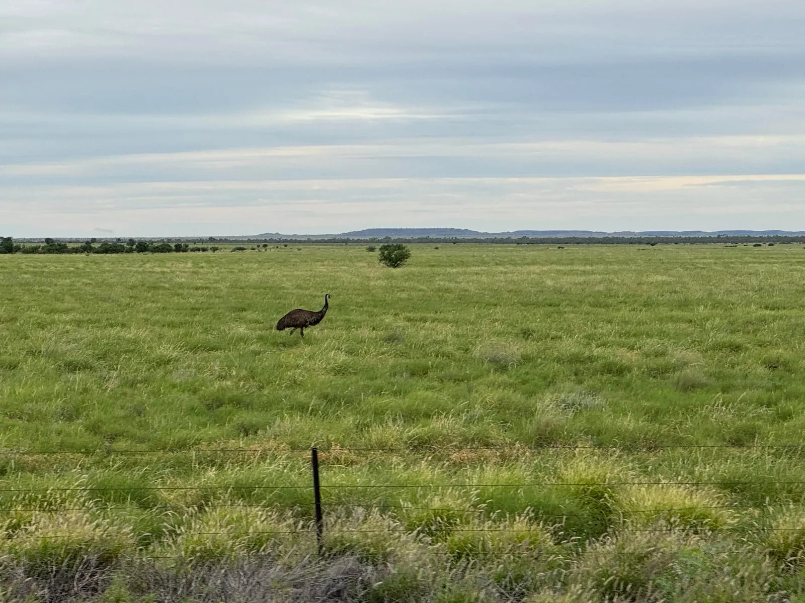 A lone emu crossing a wide grass plain beyond a wire fence, under a grey sky.