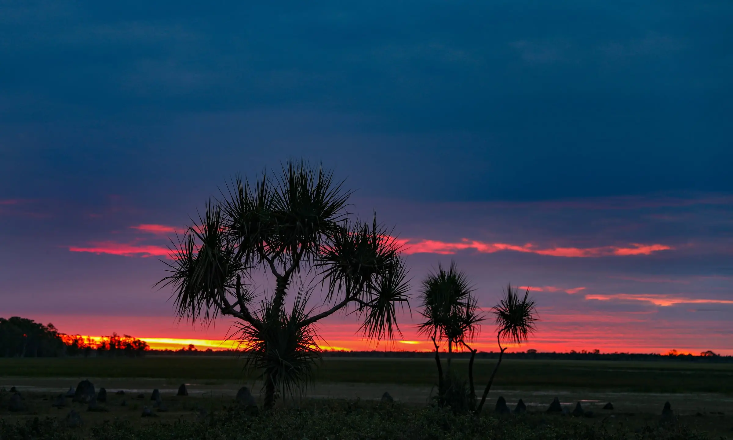 Pandanus palms silhouetted against a red sunset over a Top End floodplain