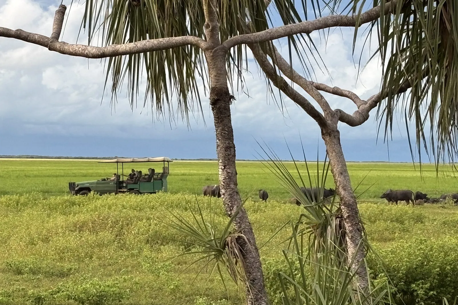 An open safari vehicle parked on a green floodplain beside grazing buffalo, seen through pandanus, Top End of the Northern Territory.
