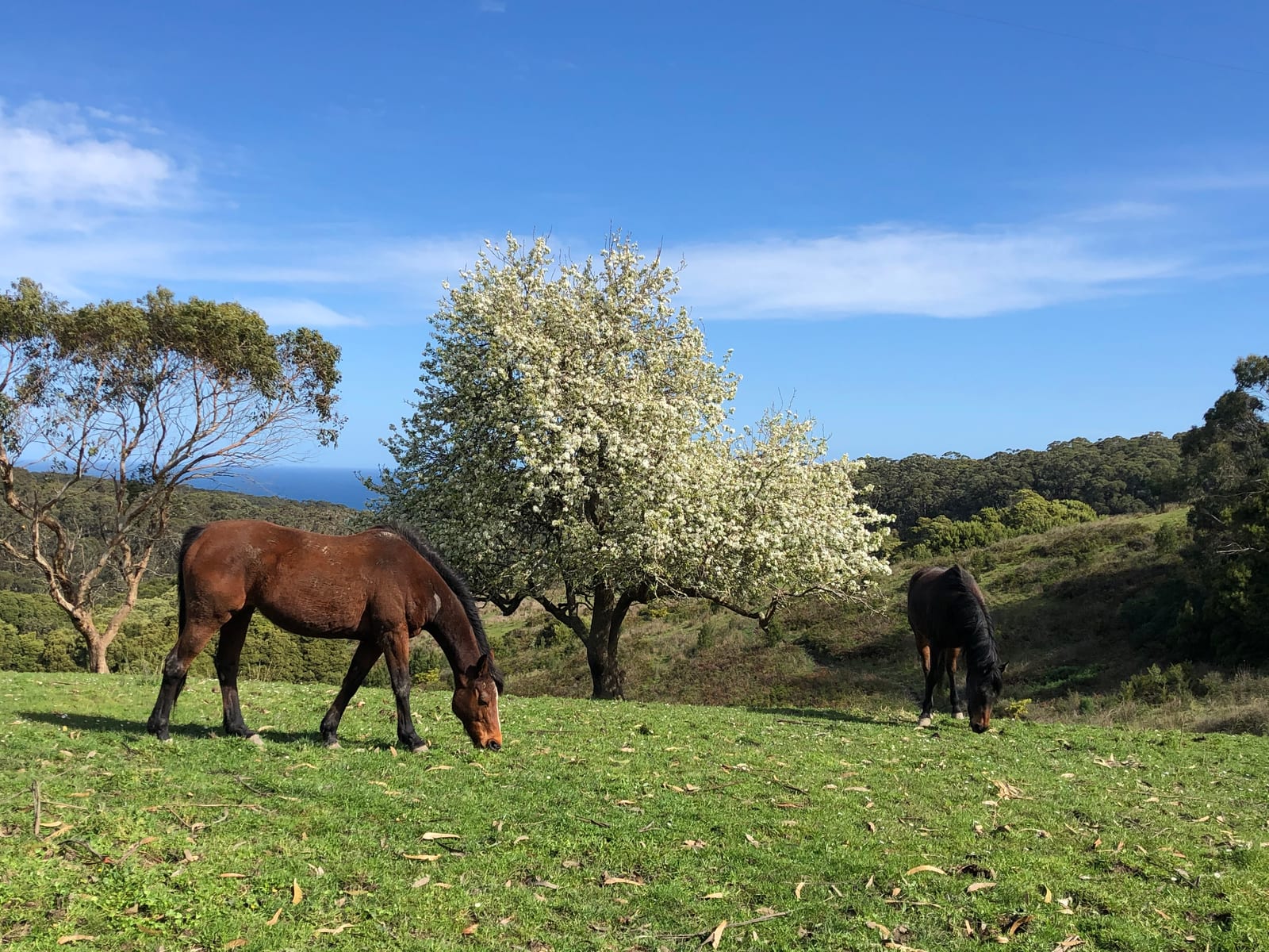 Two horses grazing a hillside paddock under a flowering tree, with bush and a strip of sea behind